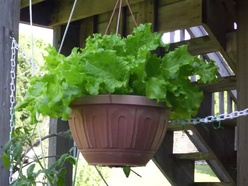 top Veggies for Baskets That Hang