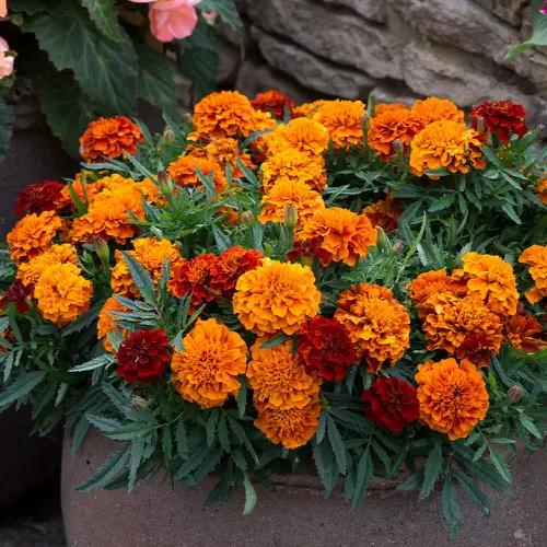 Best Types of Marigolds