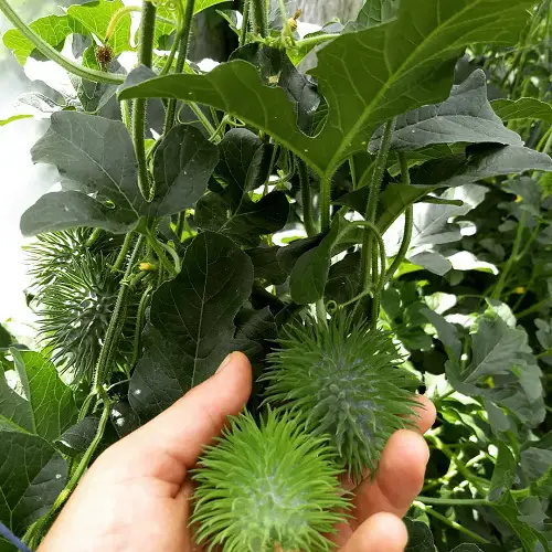 Climbing Green Vegetables that Are Vines 2