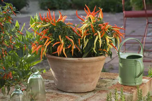 best Types of Ornamental Pepper Varieties