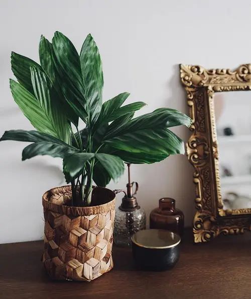 How to Grow Tabletop Palms 8