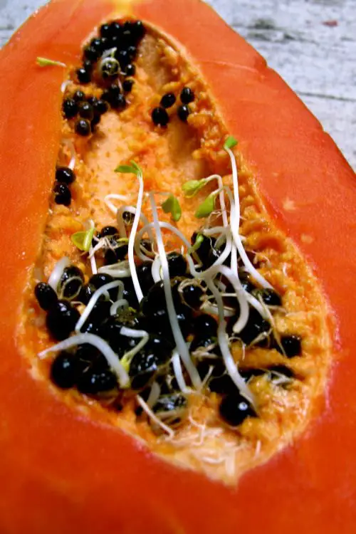 amazing Fruits You Can Grow from Seeds and Leftovers from Kitchen