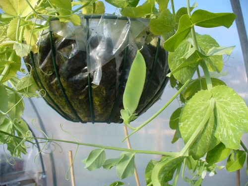 Veggies to Put in Hanging Baskets