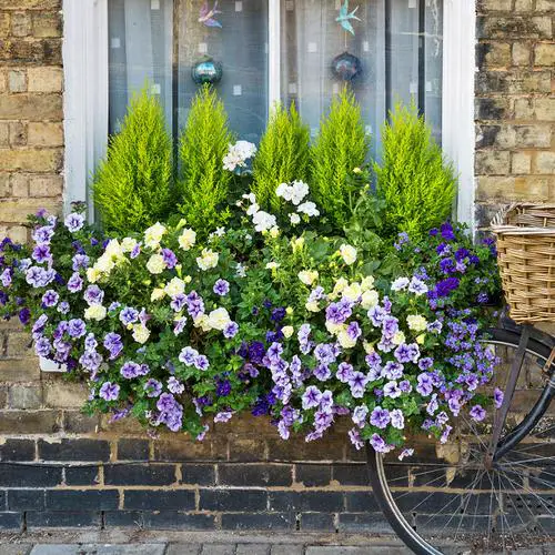 Petunias conbination image 6