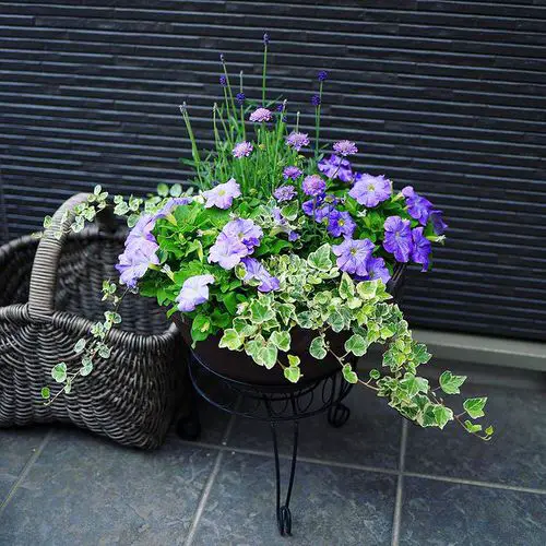 Incredible Combinations with Petunias 10