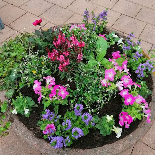Incredible Combinations with Petunias 11