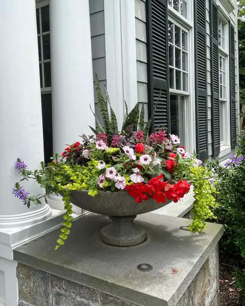 Incredible Combinations with Petunias 7