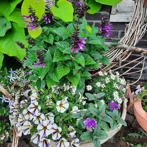 Petunias conbination image 8