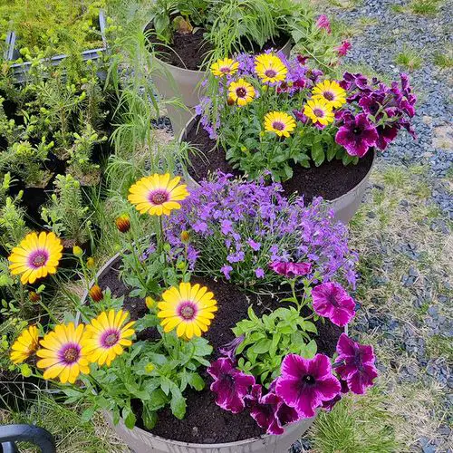 Incredible Combinations with Petunias 9
