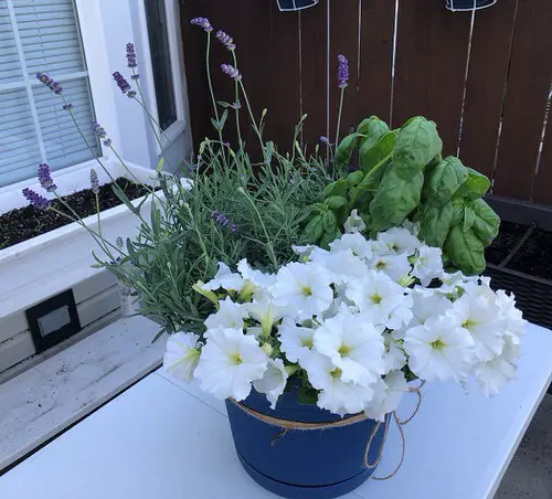 Petunias conbination image 5