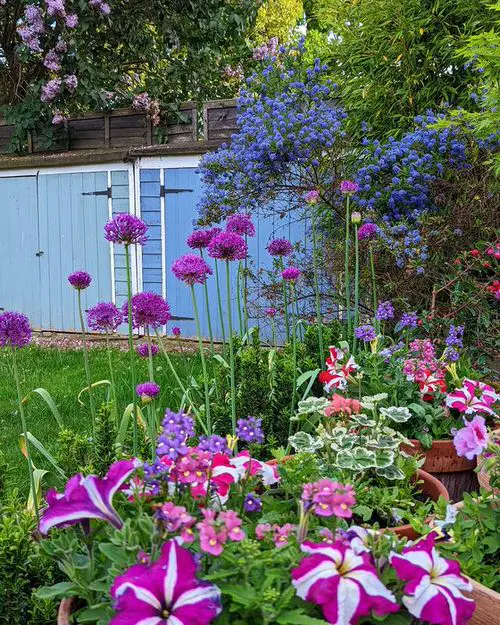 Petunias conbination image 12