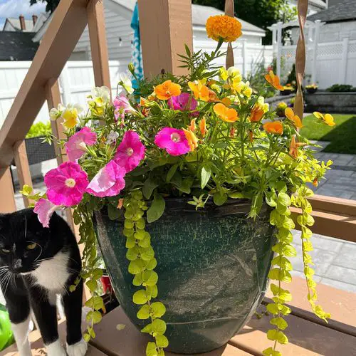Petunias conbination image 7