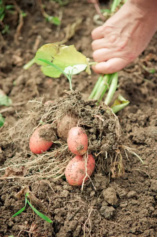Best Potato Harvesting tip 7