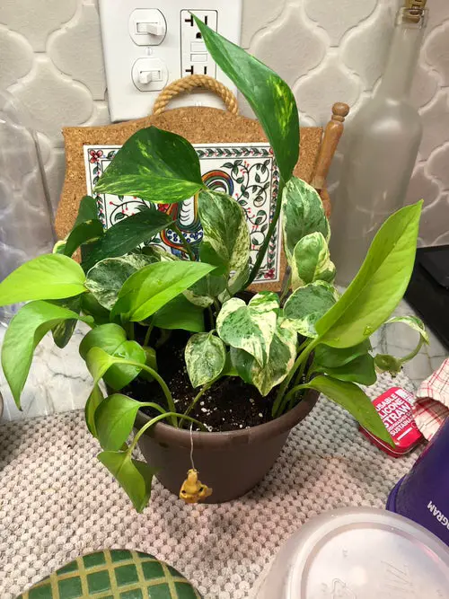 Best Combinations of Pothos to Grow in One Pot