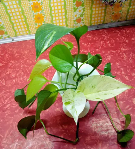Things to Take Care of While Growing Different Pothos in One Pot