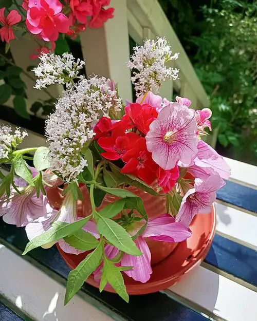 Incredible Combinations with Petunias 8