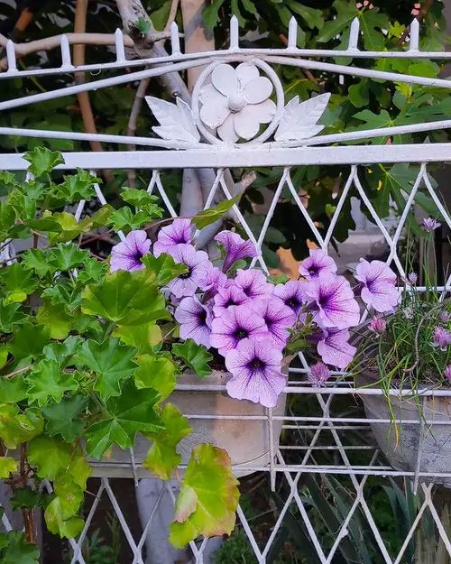 Incredible Combinations with Petunias 11