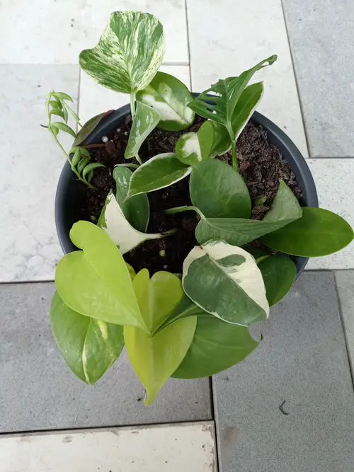 AMAZING Best Combinations of Pothos to Grow in One Pot