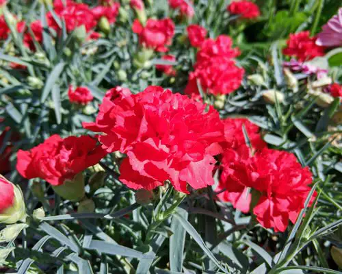 Best Perennial Flowers from Ohio 9