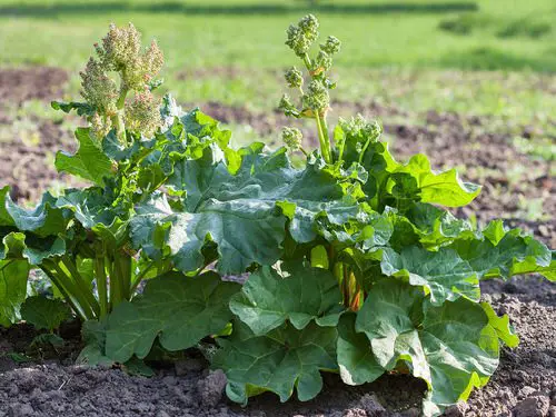 What to Do with Rhubarb Flower? 1