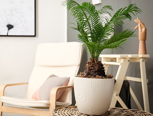 How to Grow Tabletop Palms 2