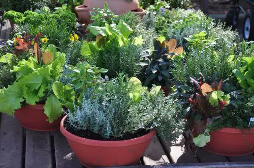 DIY Salad Bowl Garden Ideas 14