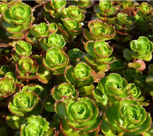 Most Popular Sedums You Can Grow as Houseplants 13
