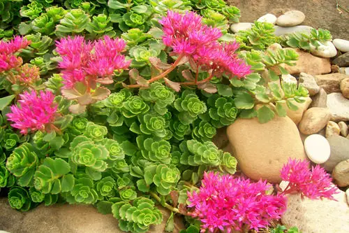 Most Popular Sedums You Can Grow as Houseplants 15