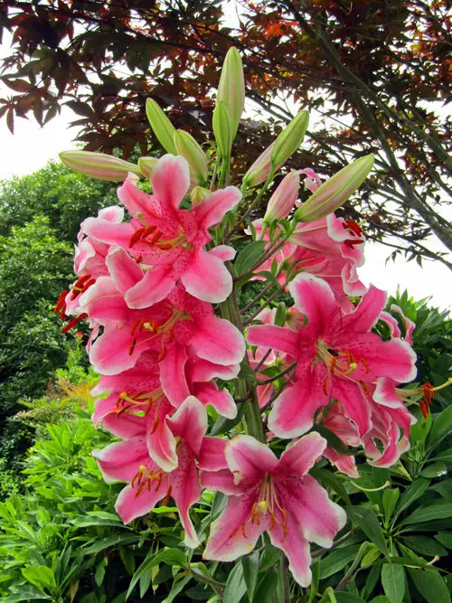 Perennial Flowers for Kentucky 7