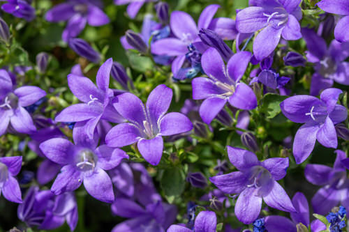 Perennial Flowers for Kentucky 13