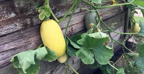 Best Types of Squash 18
