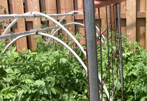  Fantastic DIY Squash Trellis Ideas 10