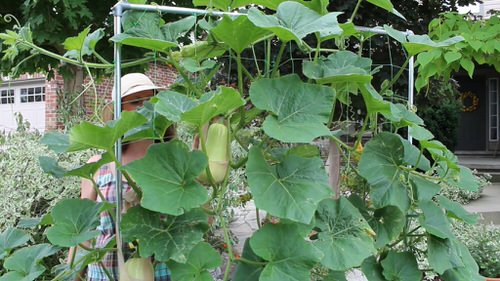  Fantastic DIY Squash Trellis Ideas 8