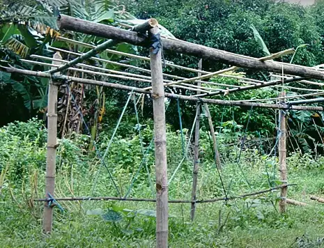  Fantastic DIY Squash Trellis Ideas 16