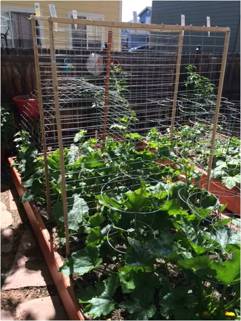 DIY Squash Trellis Ideas 2