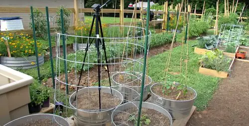 DIY Squash Trellis Ideas 6