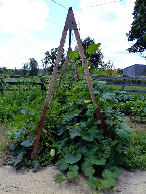 DIY Squash Trellis Ideas 3