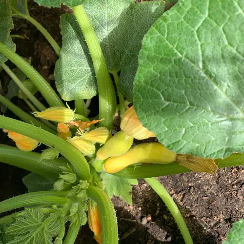 Best Types of Squash 10