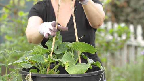  Fantastic DIY Squash Trellis Ideas 4