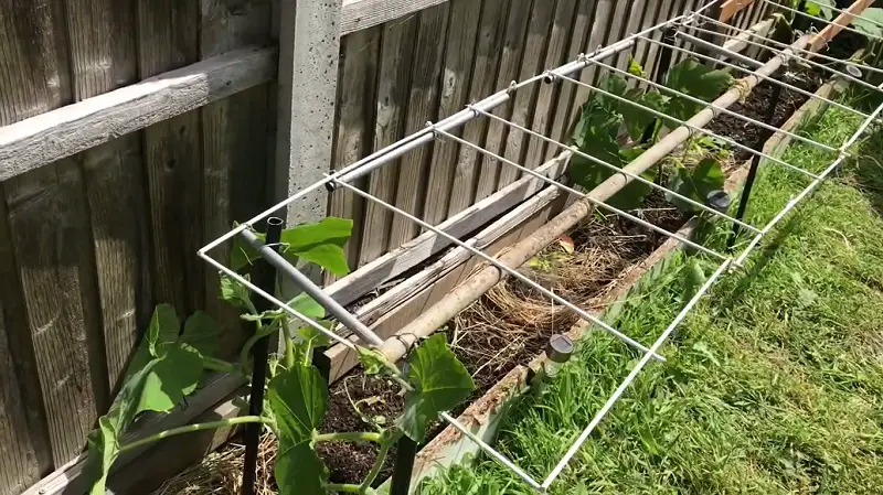  Fantastic DIY Squash Trellis Ideas 14