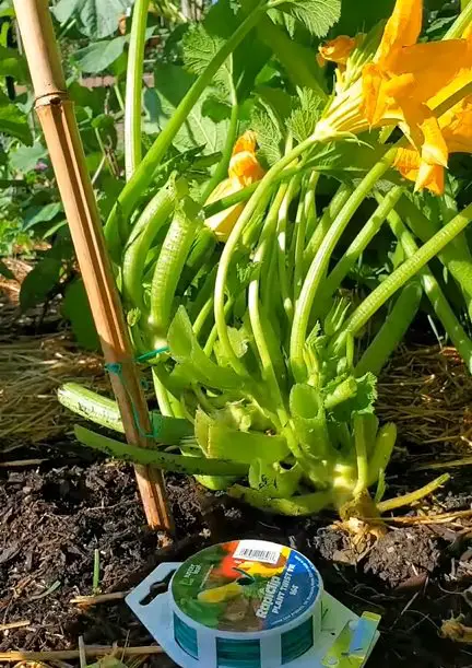 DIY Squash Trellis Ideas 5
