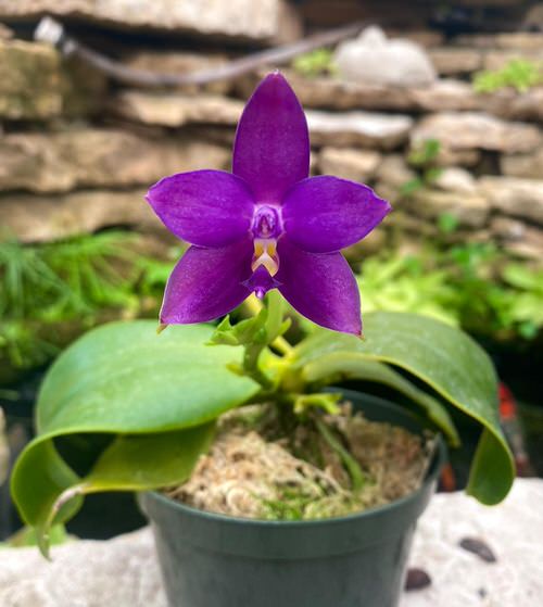  Types of Blue Orchids