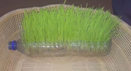 DIY Plastic Bottles Edible Garden Ideas  23