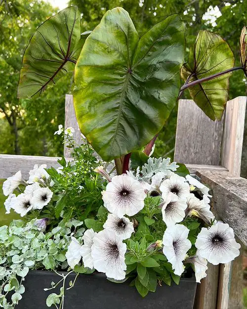 Petunias conbination image 10
