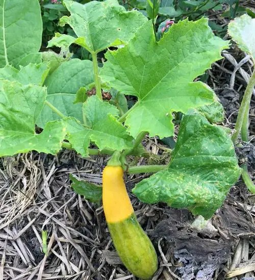38 Best Types of Squash | Best Squash Varieties to Grow 7