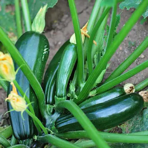 Best Types of Squash 12