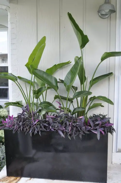  Beautiful Front Door Container Ideas 1