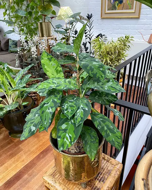 Best Tricolor Aglaonemas You Must Grow