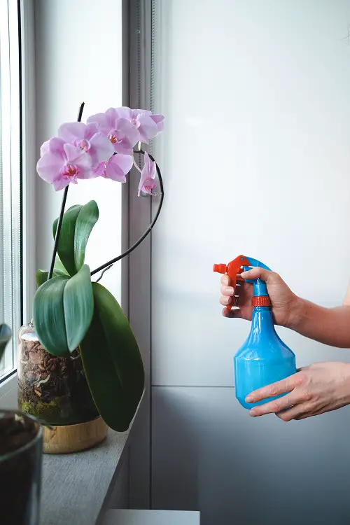 Use Lemon Juice for Orchids & These 7 Miracles will Happen