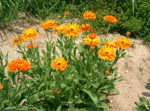 Stunning Flowers that Start with 'C'